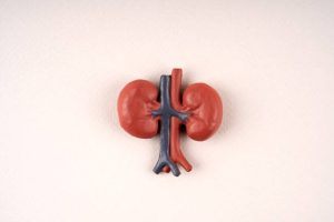 Natural Ways to Prevent Kidney Failure in the Elderly