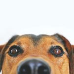 6 Best Pets for Kiwi Retirees Looking for Companionship