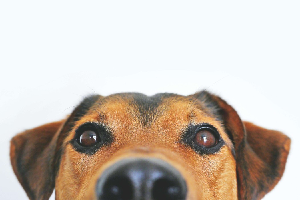 6 Best Pets for Kiwi Retirees Looking for Companionship