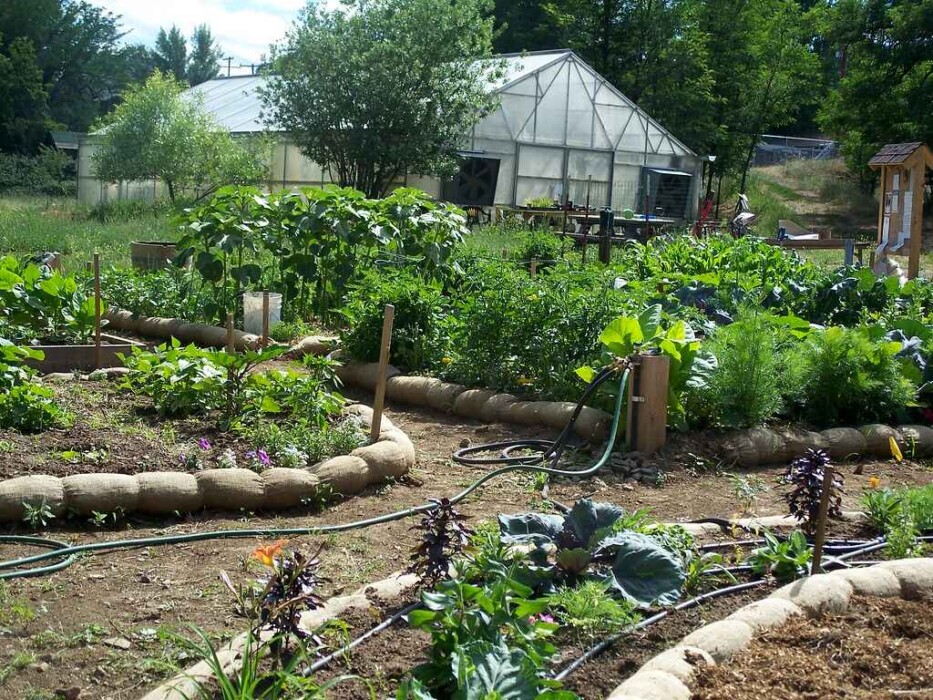 How Gardening Can Boost Your Mood and Health