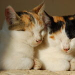 Pet Care for Seniors: Low-Maintenance Pets for Retirees Living Alone