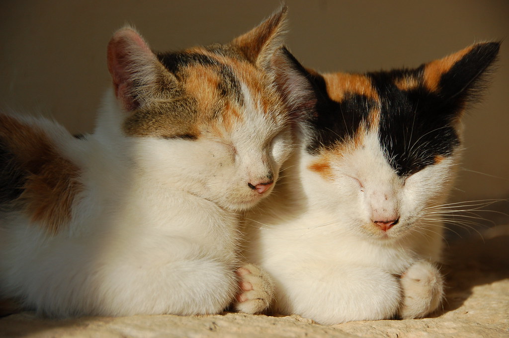 Pet Care for Seniors: Low-Maintenance Pets for Retirees Living Alone