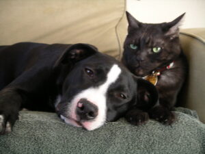 Cats vs. Dogs: Which Pet Is Right for Seniors?