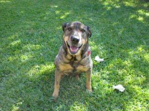 Could Pet Sitting Be the Perfect Retirement Job?