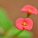 Garden Photography: Capturing Beauty in Your Backyard