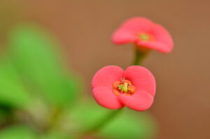 Garden Photography: Capturing Beauty in Your Backyard