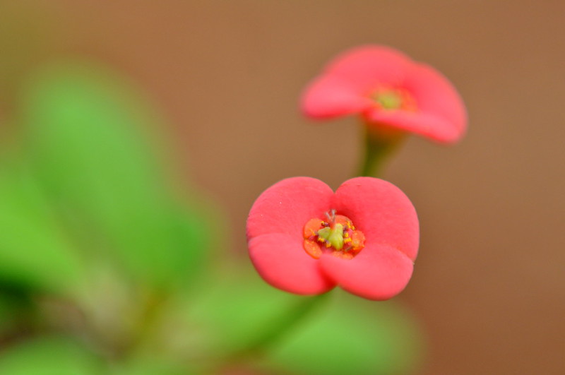 Garden Photography: Capturing Beauty in Your Backyard