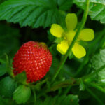 Growing Strawberries Indoors: A Sweet Hobby for Any Season