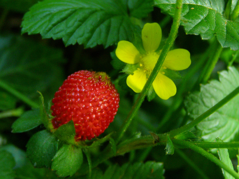 Growing Strawberries Indoors: A Sweet Hobby for Any Season