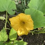 Low-Sugar Vegetables Worth Growing