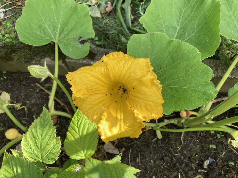 Low-Sugar Vegetables Worth Growing