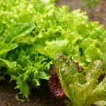 The Nutritional Benefits of a Home Vegetable Garden