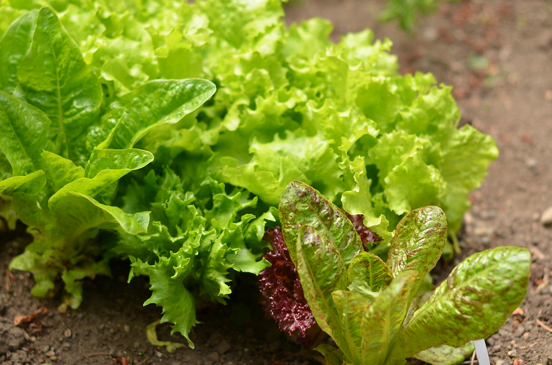 The Nutritional Benefits of a Home Vegetable Garden