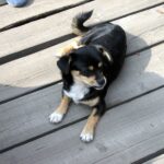 Travelling With Pets: A Guide for Older Adults