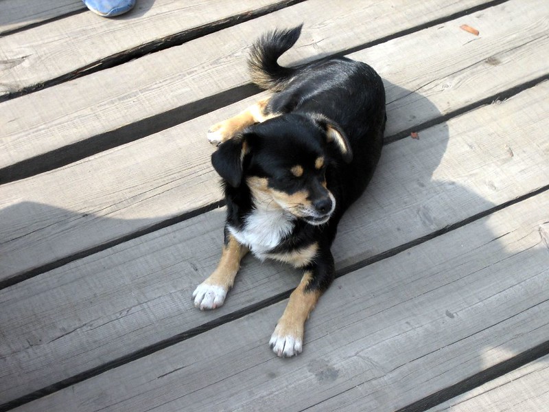 Travelling With Pets: A Guide for Older Adults