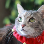 Why Adopting a Senior Pet Might Be Your Best Match