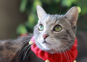 Why Adopting a Senior Pet Might Be Your Best Match