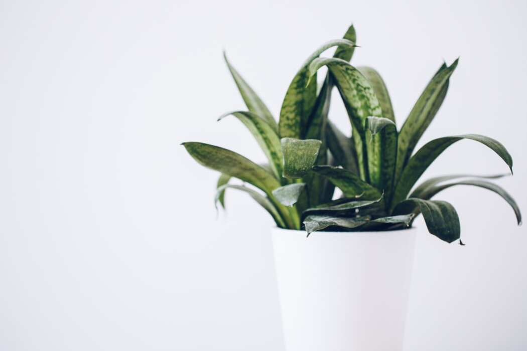 Air-Purifying Plants for a Healthier Home