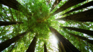 Can Nature Reset Our Minds?
