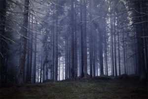 Is Forest Bathing Safe for Seniors? The Risks Nobody Talks About