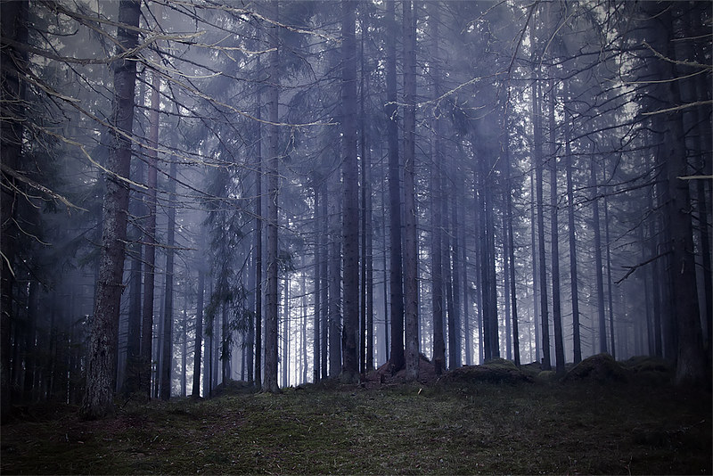 Is Forest Bathing Safe for Seniors? The Risks Nobody Talks About