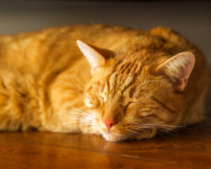Is a Pet Right for You in Retirement?