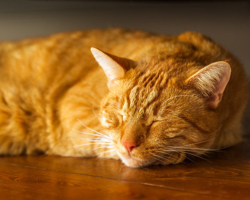 Is a Pet Right for You in Retirement?