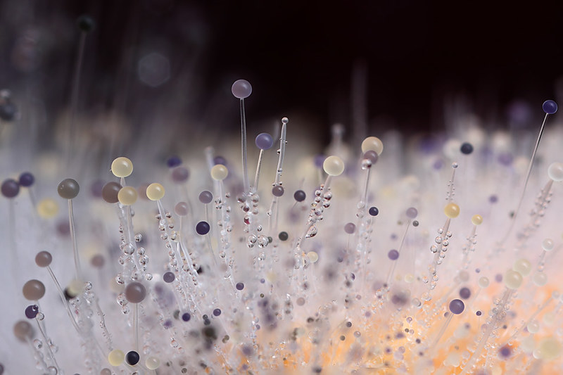 Mould and Respiratory Health: What Seniors Need to Know