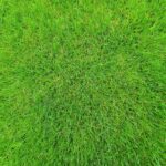 When to Use Herbicide Safely Around the Home