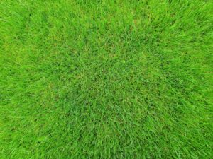 When to Use Herbicide Safely Around the Home