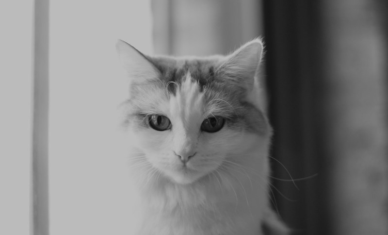 Why Cats Make Perfect Companions for Seniors