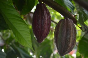 The Antioxidant Benefits of Cocoa
