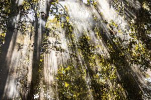 15 Minutes in the Morning Sun Can Lift Your Mood