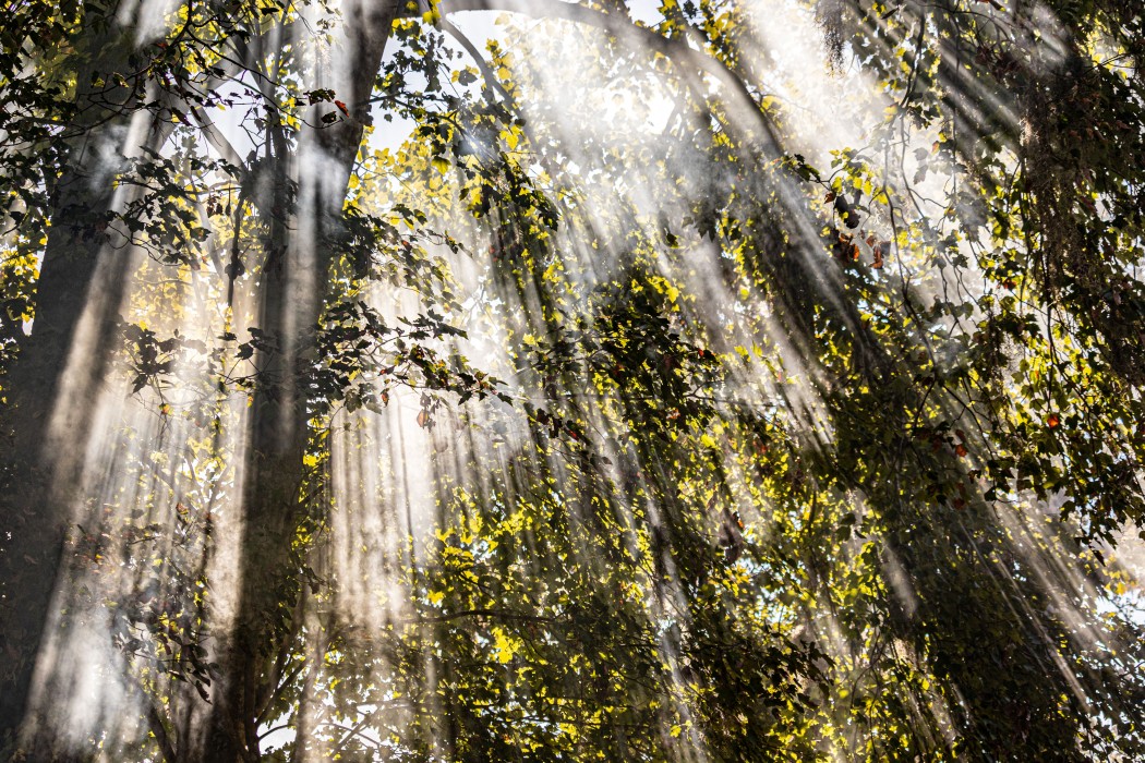 15 Minutes in the Morning Sun Can Lift Your Mood