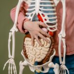 Understanding Your Digestive System in Later Life