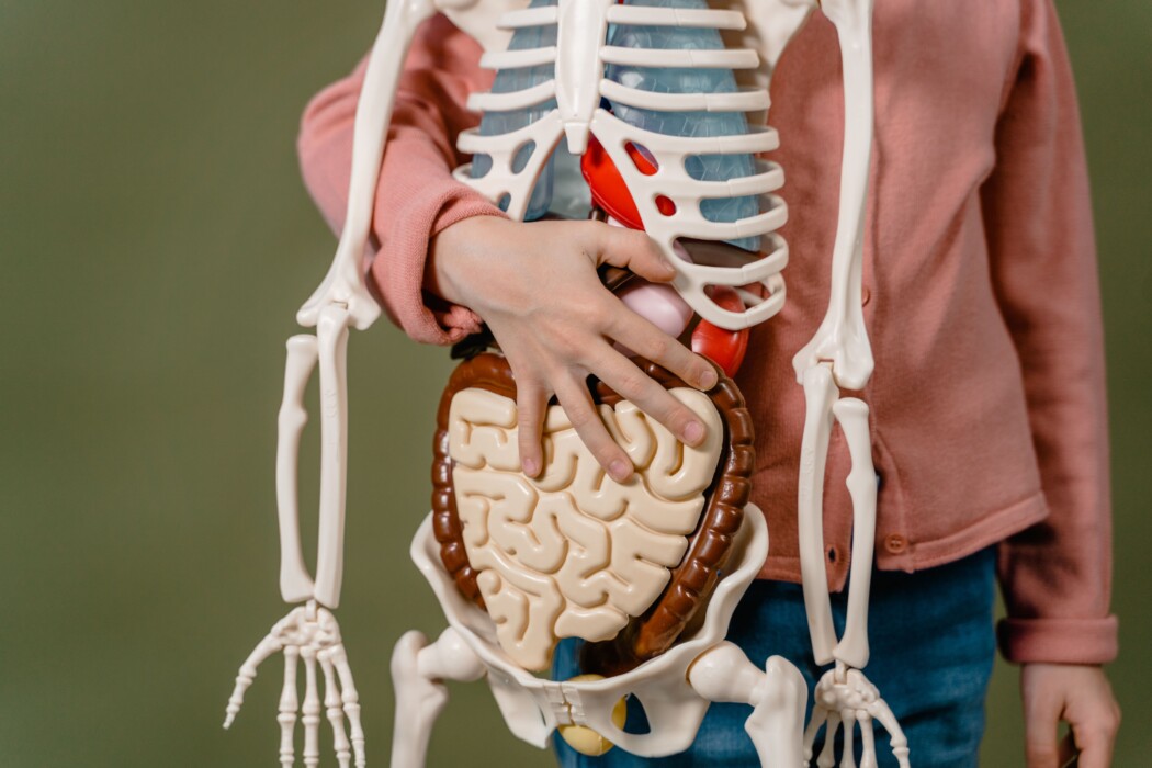 Understanding Your Digestive System in Later Life