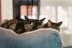 Can Cats Calm the Mind?