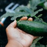 How to Pick, Store and Keep Cucumbers Fresh Longer