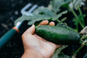 How to Pick, Store and Keep Cucumbers Fresh Longer