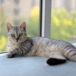 Settling In Your New Pet