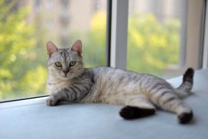 Settling In Your New Pet
