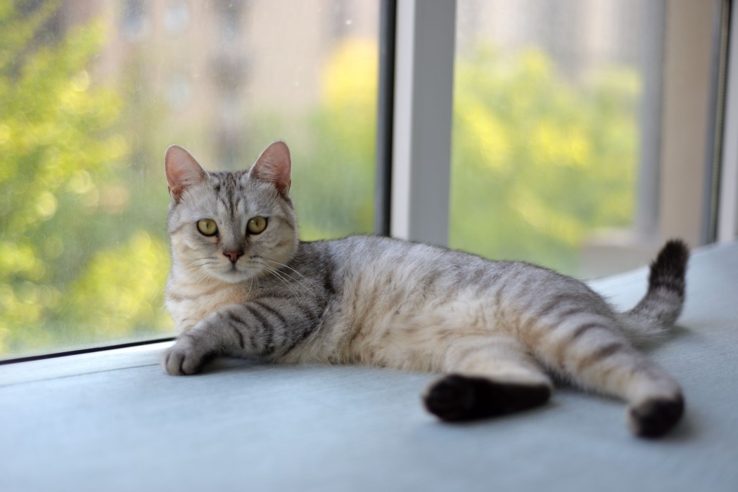 Settling In Your New Pet